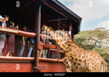 Les touristes au centre Giraffe avec Rothschild girafes étant nourris à la plate-forme panoramique, Nairobi, Kenya Banque D'Images