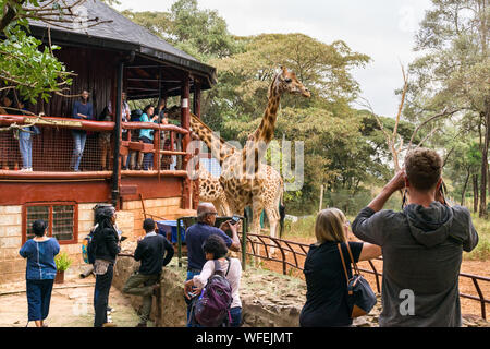Les touristes au centre Giraffe avec Rothschild girafes étant nourris à la plate-forme panoramique, Nairobi, Kenya Banque D'Images