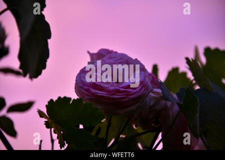 Rose rose rose en après-midi, Coucher du soleil avec des feuilles vertes Banque D'Images