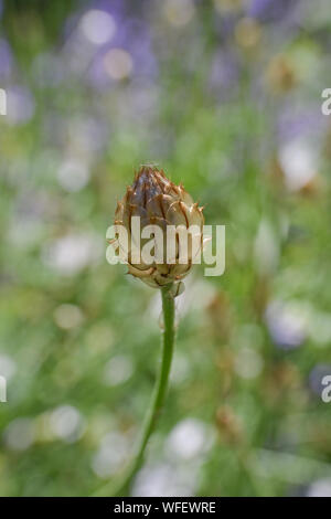 Catananche caerulea 'Majeur', Cupid's dart 'Majeur', seedhead Banque D'Images
