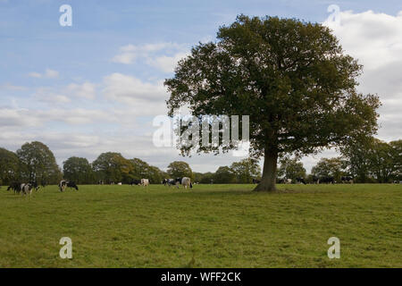 Les vaches laitières au pâturage, Oakhanger Valley, près de Oakshott, Hampshire, Royaume-Uni Banque D'Images