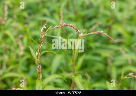 Feuilles d'eau Polygonum hydropiper / Poivre  = Persicaria hydropiper poussant dans les marais. Une fois utilisée comme plante médicinale dans les remèdes. Banque D'Images