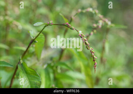 Feuilles d'eau Polygonum hydropiper / Poivre  = Persicaria hydropiper poussant dans les marais. Une fois utilisée comme plante médicinale dans les remèdes. Banque D'Images