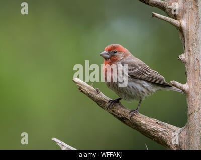 Portrait of a house Finch, Haemorhous mexicanus. Banque D'Images