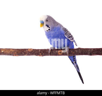 Couleur bleu parrot ondulées isolé sur fond blanc. La Perruche ondulée isolée Banque D'Images