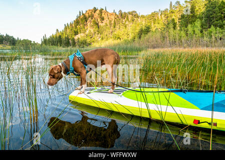 Pit-bull terrier chien sur un stand up paddleboard gonflable, un paysage d'été lac calme dans les Montagnes Rocheuses du Colorado, voyages et vacances Banque D'Images