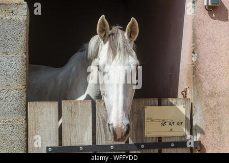 Tête d'un cheval gris de son emballage Banque D'Images