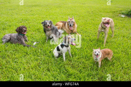 Six chiens dans un parc pour chiens, United States Banque D'Images