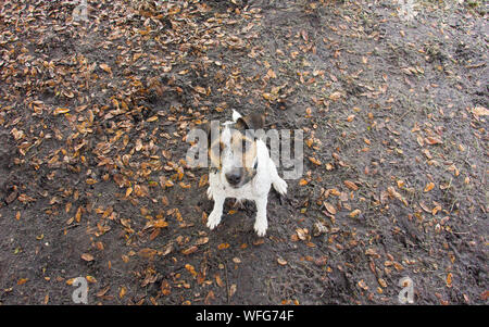 Vue aérienne d'un Jack Russell chien assis dans la boue, United States Banque D'Images