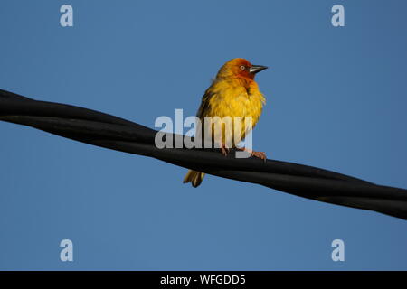 Mâle de Cape Weaver (Ploceus capensis) se percher sur un fil téléphonique à l'atterrissage de natures près de Kenton-on-Sea, Eastern Cape, Afrique du Sud Banque D'Images