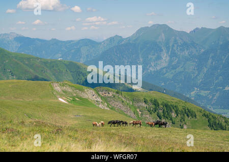 Chevaux sauvages dans les Alpes autrichiennes, Salzbourg, Autriche Banque D'Images