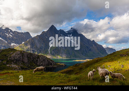 Les moutons dans les montagnes près de Tungstad, Norvège Banque D'Images