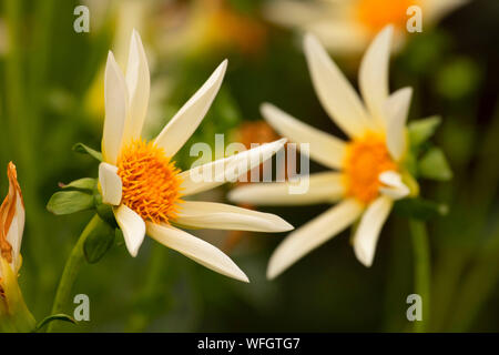 Faire un voeu dahlia, Swan Island dahlias, Canby, Oregon Banque D'Images