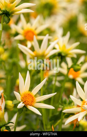 Faire un voeu dahlia, Swan Island dahlias, Canby, Oregon Banque D'Images