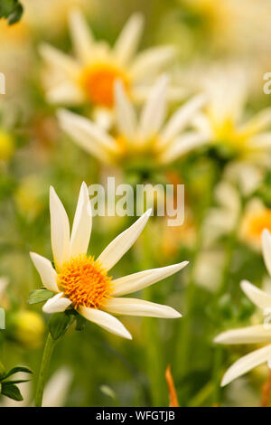 Faire un voeu dahlia, Swan Island dahlias, Canby, Oregon Banque D'Images