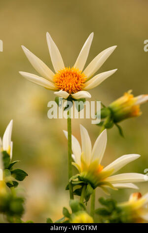 Faire un voeu dahlia, Swan Island dahlias, Canby, Oregon Banque D'Images