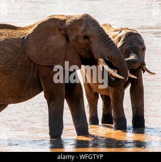 Deux éléphants africains debout dans une rivière de l'eau potable, la réserve nationale de Samburu, Kenya Banque D'Images