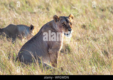 Deux lions femelle assis dans bush, Masai Mara, Kenya Banque D'Images