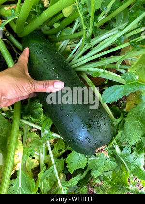 Woman's hand reaching pour une courgette dans un jardin potager Banque D'Images