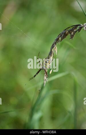 Wasp spider dans son filet Banque D'Images