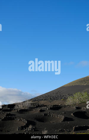 Vignes protégées par des murs en pierre, Lanzarote, îles Canaries, Espagne Banque D'Images