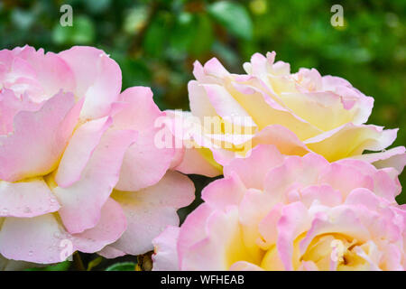Fleur rose rose et rouge. Photo en gros plan de la fleur de jardin avec une faible profondeur de champ Banque D'Images