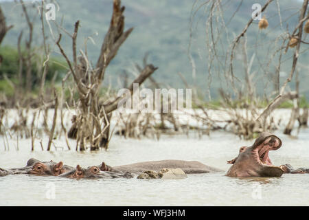 Hippopotame, Hippopotamus amphibius, Hippopotamidae, lac Baringo, au Kenya, le Parc National de l'Afrique Banque D'Images