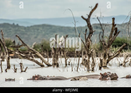 Hippopotame, Hippopotamus amphibius, Hippopotamidae, lac Baringo, au Kenya, le Parc National de l'Afrique Banque D'Images