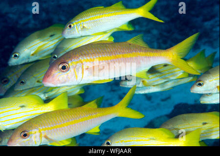 L'albacore, goatfishes Mulloidichthys vanicolensis, plus de coraux foliacés massive Raja Ampat en Indonésie. Banque D'Images