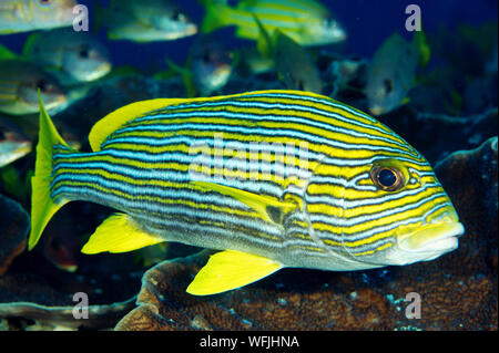 Récif coloré scenic avec ruban gaterins, Plectorhinchus polytaenia, sur des coraux durs foliacé, Montipora sp. Raja Ampat en Indonésie. Banque D'Images