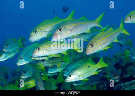 L'albacore, goatfishes Mulloidichthys vanicolensis, plus de coraux foliacés massive Raja Ampat en Indonésie. Banque D'Images