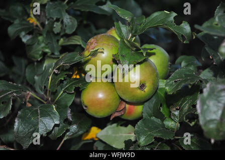 Malus sylvestris, le crabe sur la branche d'Apple Banque D'Images