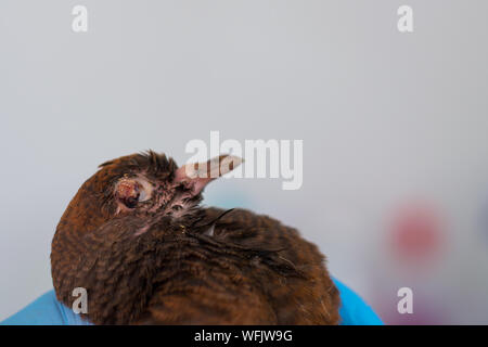 L'infection à poxvirus chez les oiseaux. L'infection par la variole aviaire avec pigeon Banque D'Images