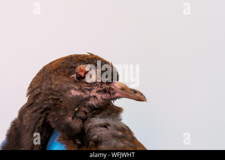 L'infection à poxvirus chez les oiseaux. L'infection par la variole aviaire avec pigeon Banque D'Images