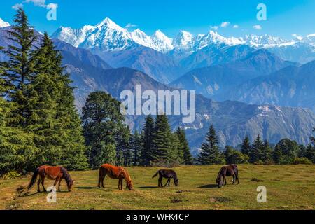 Paysage pittoresque avec les chevaux sauvages et de l'himalaya majestueux de montagnes à Munsiyari Panchchuli Uttarakhand en Inde. Banque D'Images