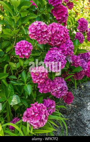 Un plan macro sur l'hortensia rose foncé fleurs dans un jardin à Bellevue, Washington. Banque D'Images