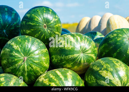 Rangées de rayures vert avec les pastèques melons ovale contre un champ jaune et bleu ciel. L'arrière-plan. Banque D'Images