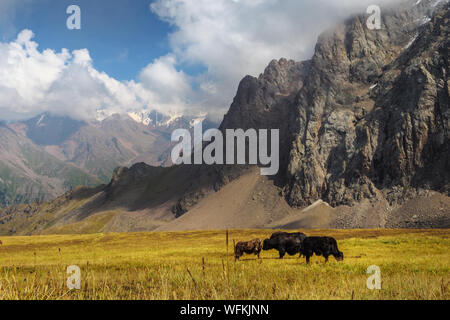 Faire paître les yacks noir haut dans les montagnes. L'élevage traditionnel tibétain. Les Yaks paissent dans une vallée alpine au milieu de belles montagnes rocheuses. Banque D'Images