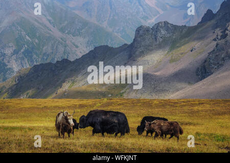 Yak-Tibetan vache. Un élevage qui est encore élevé dans les montagnes. Les Yaks paissent dans une vallée alpine au milieu de belles montagnes rocheuses. yak est une ferme d carav Banque D'Images