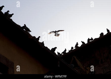 Pigeons sur le toit de la cathédrale dans le centre de la ville Banque D'Images