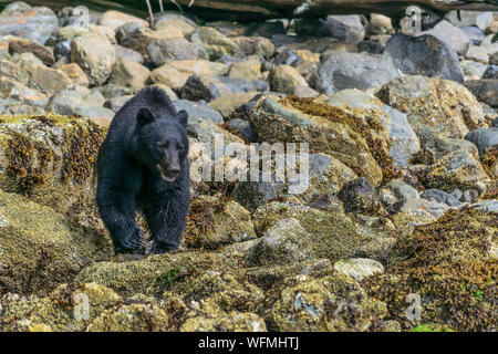 Une population florissante de l'ours noir se trouve sur l'île de Vancouver, Colombie-Britannique. Les visiteurs peuvent voir l'ours sur les visites en bateau de la ville de Tofino. Banque D'Images