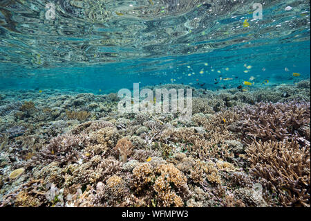 Reef scenic avec des coraux durs Acropora Raja Ampat en Indonésie. Banque D'Images
