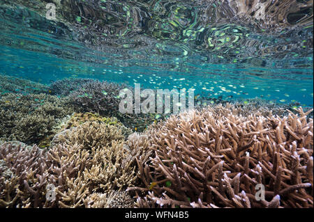 Reef scenic avec des coraux durs Acropora Raja Ampat en Indonésie. Banque D'Images