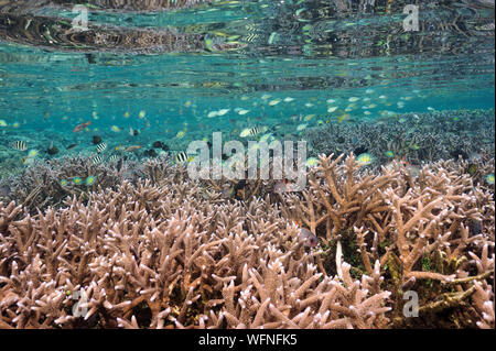 Reef scenic avec des coraux durs Acropora Raja Ampat en Indonésie. Banque D'Images
