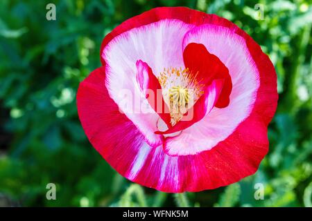 France, Savoie, Tarentaise, Grand-Aigueblanche, passage du Tour de France, l'Islande pavot, Papaver nudicaule Banque D'Images