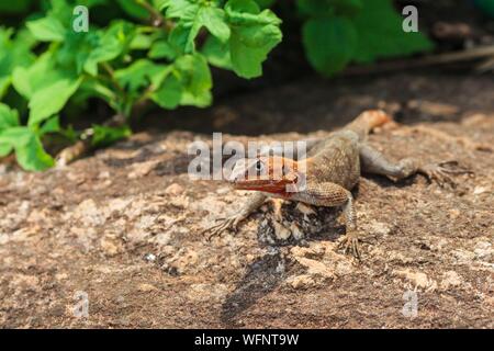 Cameroun, région Centre, Département du Mfoundi, Yaoundé, l'homme commun lézard, tête rouge (agama Agama agama rock), prenant le soleil sur un rocher Banque D'Images