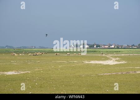 France, Picardie, Le Crotoy, Baie de Somme, les marais salés et les moutons avec Crotoy dans l'arrière-plan Banque D'Images