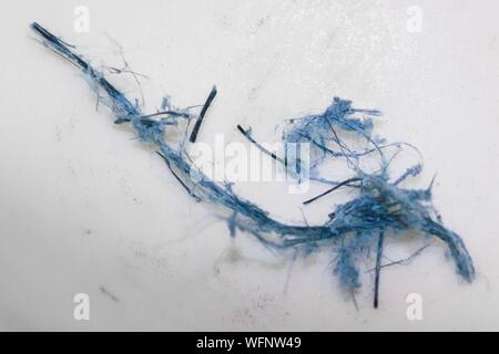 La France, l'Eure, Grand Bourgtheroulde, environmental laboratory, échantillon de fibres minérales, de l'amiante crocidolite variété Banque D'Images