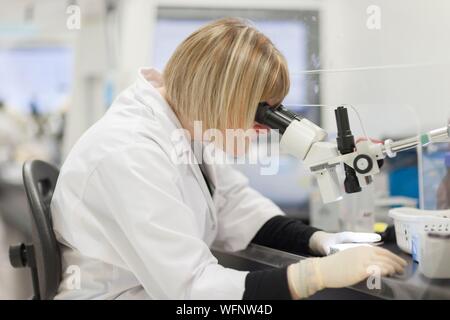 La France, l'Eure, Grand Bourgtheroulde, environmental laboratory, préparation des échantillons de matières en vrac afin de les positionner sur une grille de microscopie électronique par transmission, l'étape d'observation au microscope optique Banque D'Images