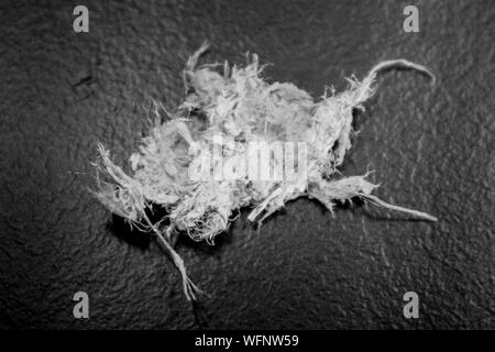 La France, l'Eure, Grand Bourgtheroulde, environmental laboratory, échantillon de l'actinolite amiante, fibres minérales variété Banque D'Images